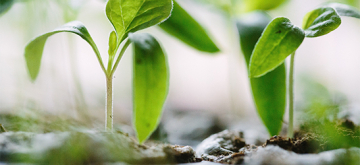 Groene plantjes - foto van Francesco Gallarotti van Unsplash.com