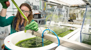 vrouw doet onderzoek met algen